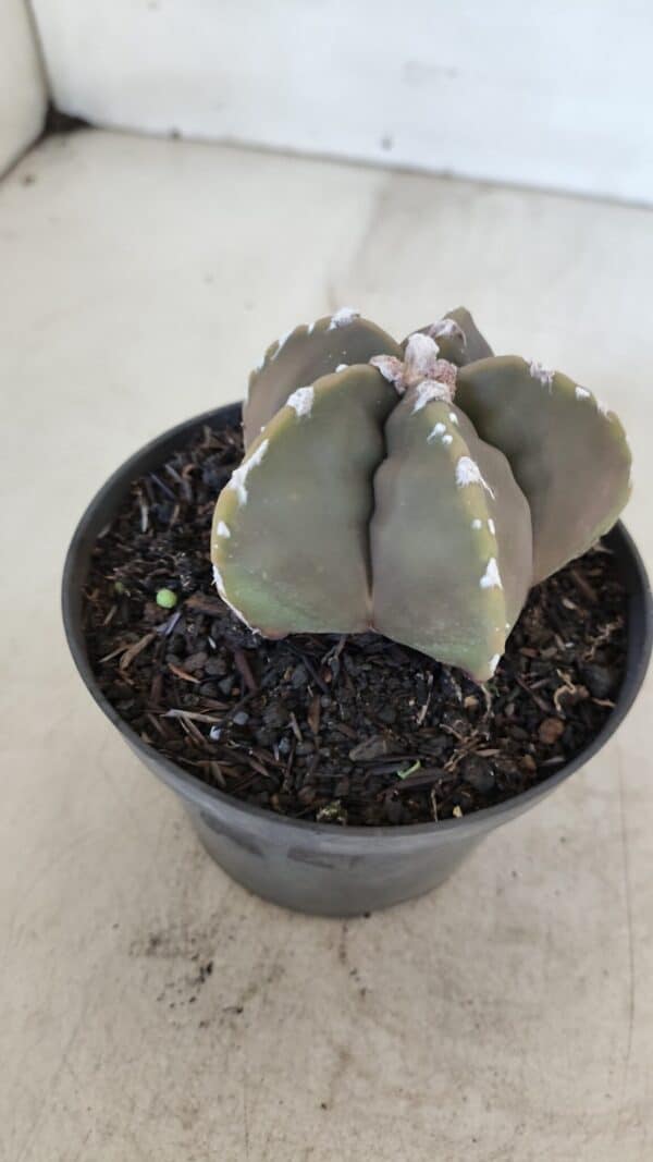 ASTROPHYTUM cv KIKKO Nº 1033 – vaso 11 - Imagem 6