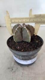 ASTROPHYTUM cv KIKKO Nº 1033 – vaso 11 - Imagem 4