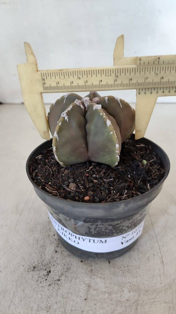 ASTROPHYTUM cv KIKKO Nº 1033 – vaso 11 - Imagem 4