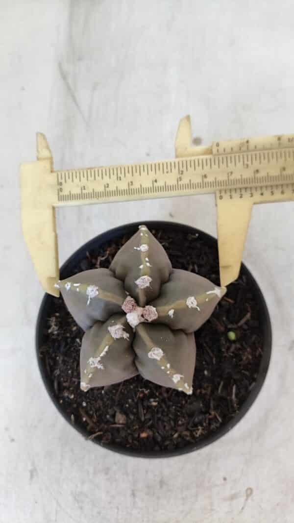 ASTROPHYTUM cv KIKKO Nº 1033 – vaso 11 - Imagem 1