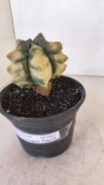 ASTROPHYTUM cv KIKKO "Variegata" Nº 1027 – vaso 15 - Imagem 9