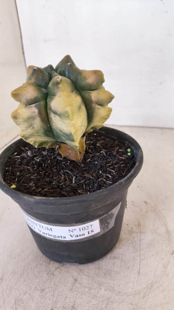 ASTROPHYTUM cv KIKKO "Variegata" Nº 1027 – vaso 15 - Imagem 9