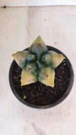 ASTROPHYTUM cv KIKKO "Variegata" Nº 1027 – vaso 15 - Imagem 3