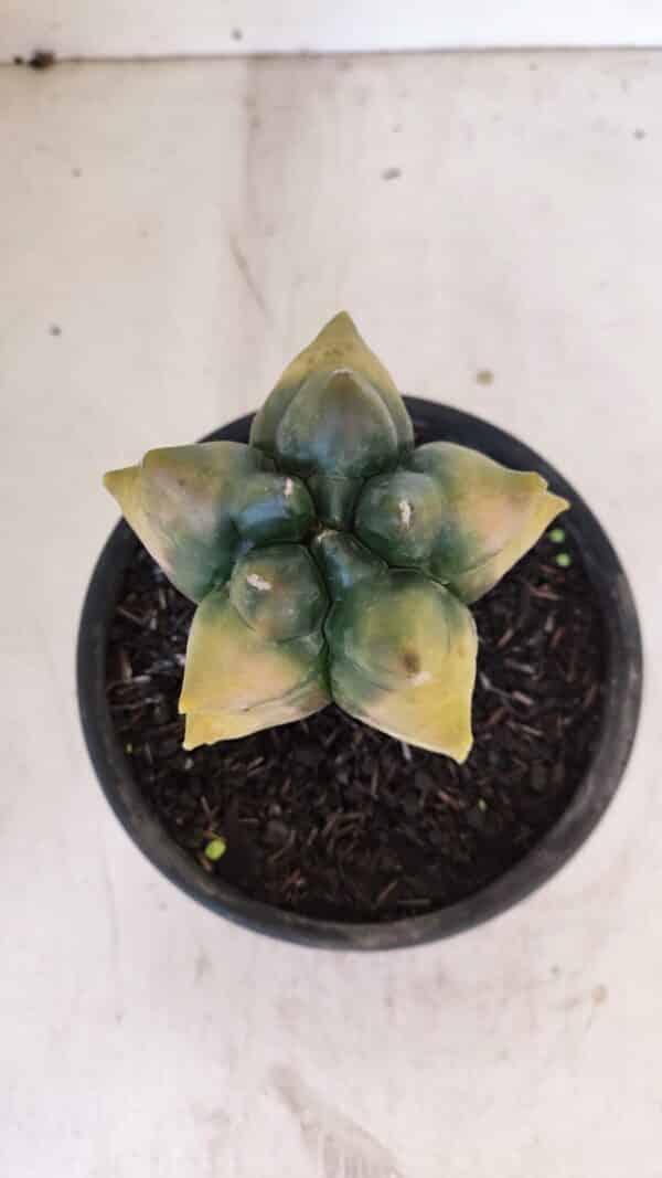 ASTROPHYTUM cv KIKKO "Variegata" Nº 1027 – vaso 15 - Imagem 3