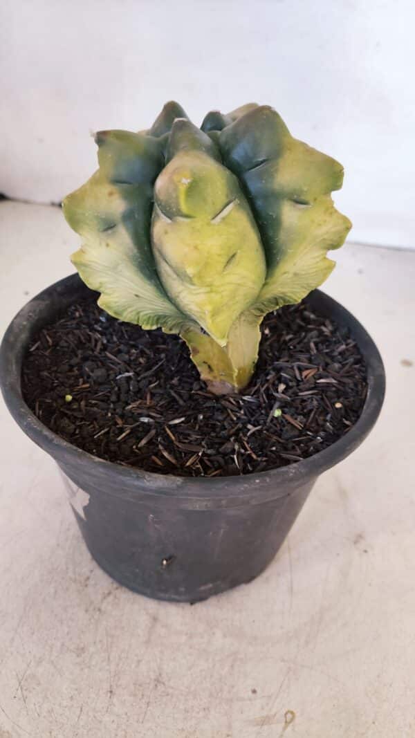 ASTROPHYTUM cv KIKKO "Variegata" Nº 1027 – vaso 15 - Imagem 8