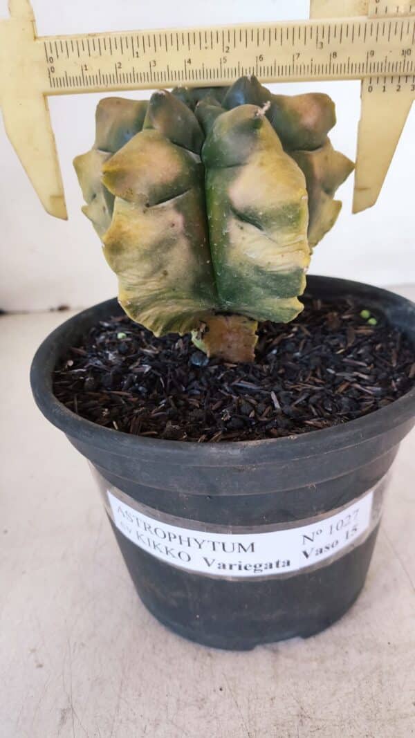 ASTROPHYTUM cv KIKKO "Variegata" Nº 1027 – vaso 15 - Imagem 1