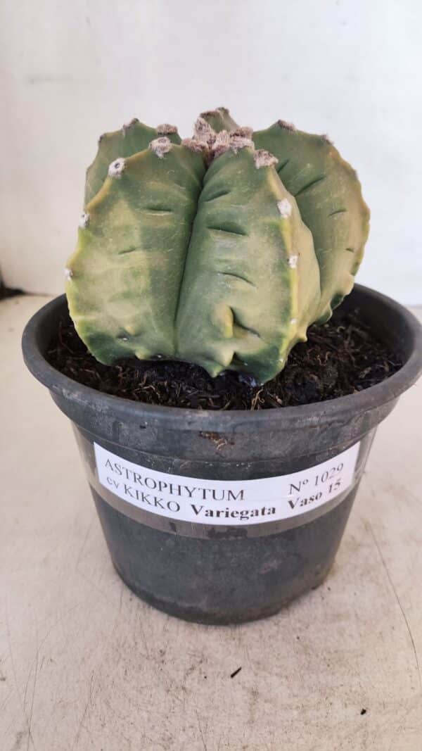 ASTROPHYTUM cv KIKKO "Variegata" Nº 1029 – vaso 15 - Imagem 2
