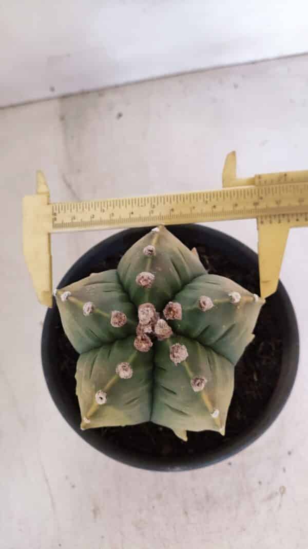 ASTROPHYTUM cv KIKKO "Variegata" Nº 1029 – vaso 15 - Imagem 5
