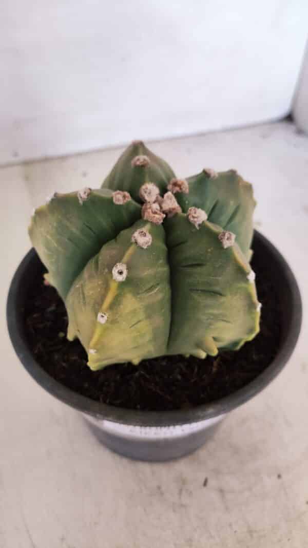 ASTROPHYTUM cv KIKKO "Variegata" Nº 1029 – vaso 15 - Imagem 11