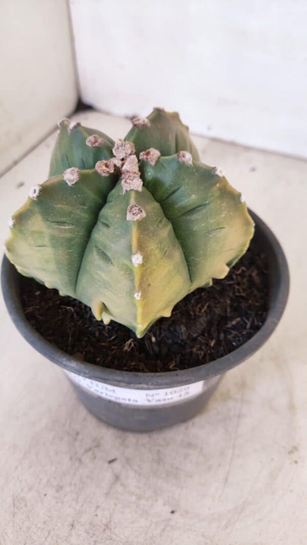 ASTROPHYTUM cv KIKKO "Variegata" Nº 1029 – vaso 15 - Imagem 10