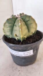 ASTROPHYTUM cv KIKKO "Variegata" Nº 1029 – vaso 15 - Imagem 9