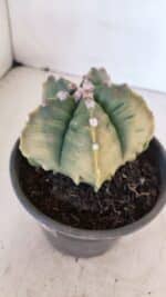 ASTROPHYTUM cv KIKKO "Variegata" Nº 1029 – vaso 15 - Imagem 8
