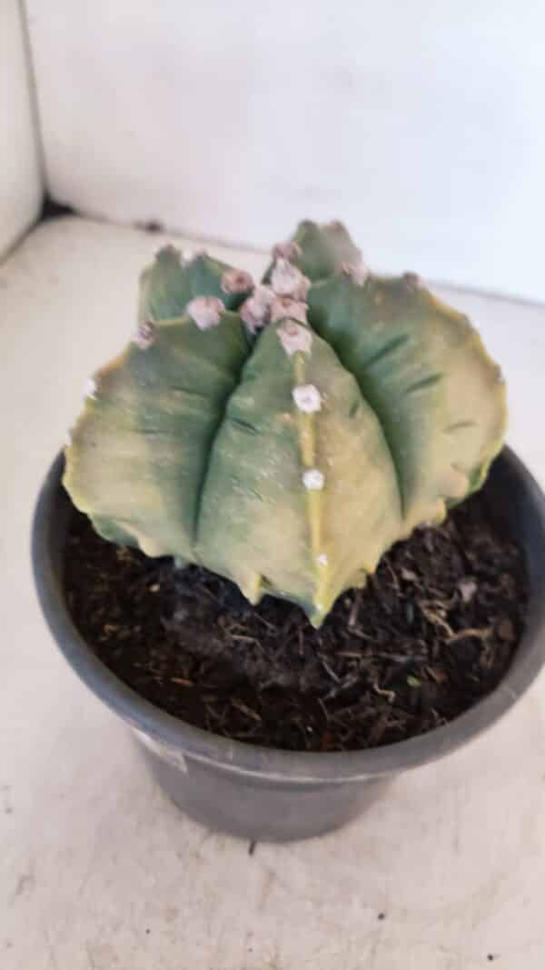ASTROPHYTUM cv KIKKO "Variegata" Nº 1029 – vaso 15 - Imagem 8