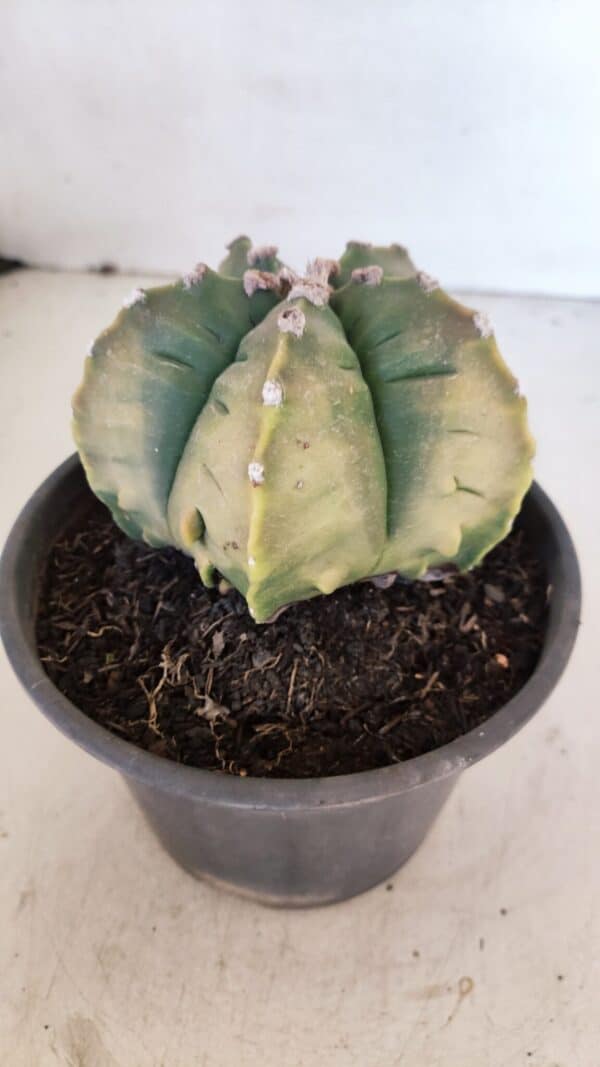 ASTROPHYTUM cv KIKKO "Variegata" Nº 1029 – vaso 15 - Imagem 7
