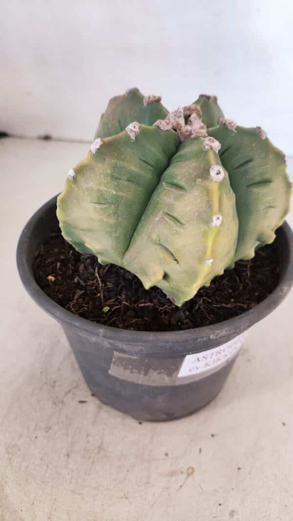 ASTROPHYTUM cv KIKKO "Variegata" Nº 1029 – vaso 15 - Imagem 6
