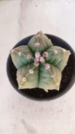 ASTROPHYTUM cv KIKKO "Variegata" Nº 1029 – vaso 15 - Imagem 3