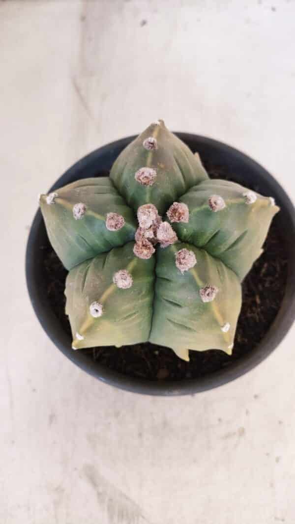 ASTROPHYTUM cv KIKKO "Variegata" Nº 1029 – vaso 15 - Imagem 3