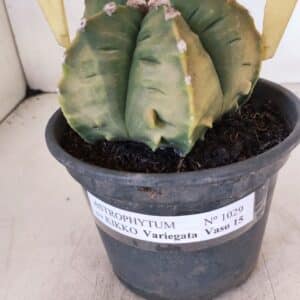 ASTROPHYTUM cv KIKKO "Variegata" Nº 1029 – vaso 15