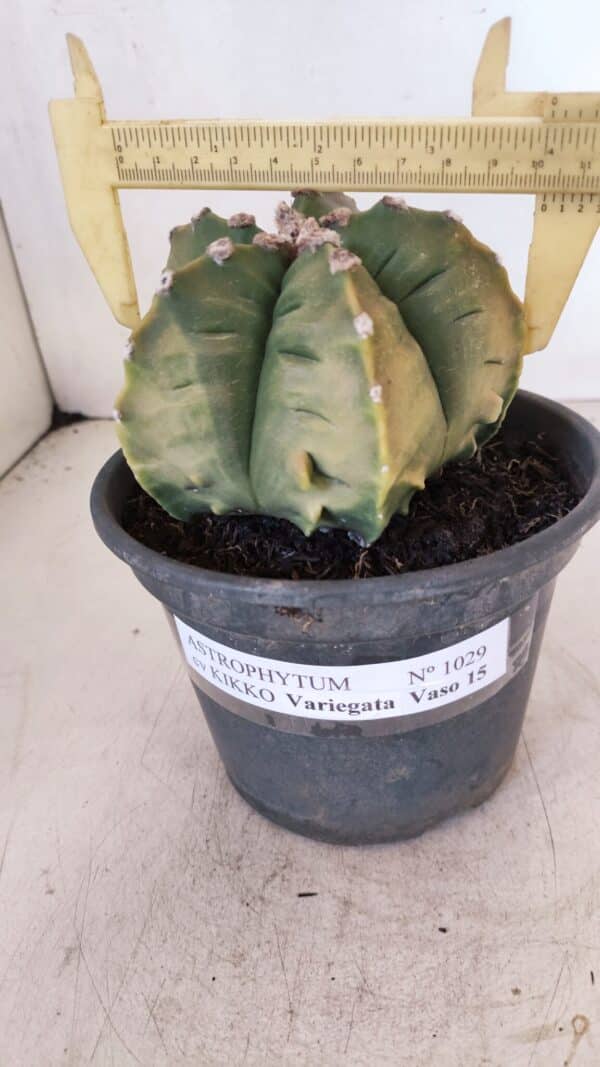 ASTROPHYTUM cv KIKKO "Variegata" Nº 1029 – vaso 15 - Imagem 1