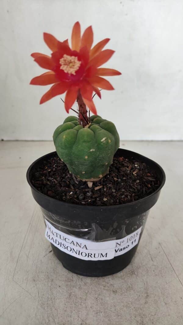 MATUCANA MADISONIORUM Nº 1018 – vaso 11 - Imagem 1
