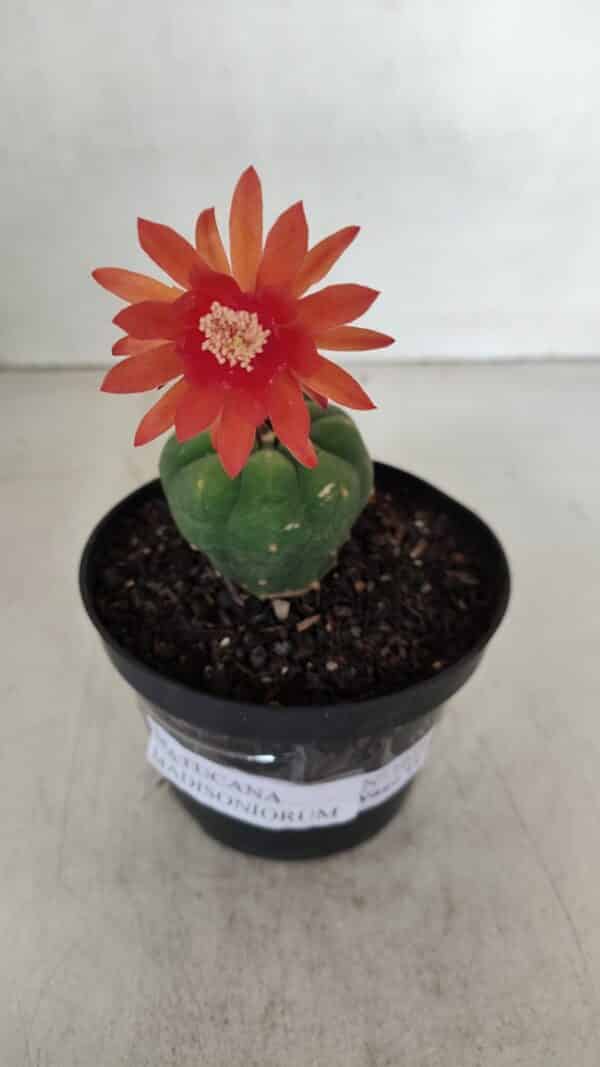 MATUCANA MADISONIORUM Nº 1018 – vaso 11 - Imagem 5