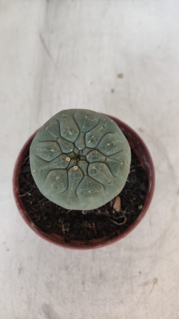MATUCANA MADISONIORUM Nº 300 – vaso 11 - Imagem 3