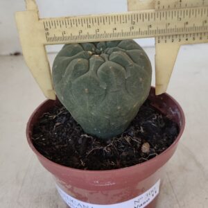 MATUCANA MADISONIORUM Nº 300 – vaso 11