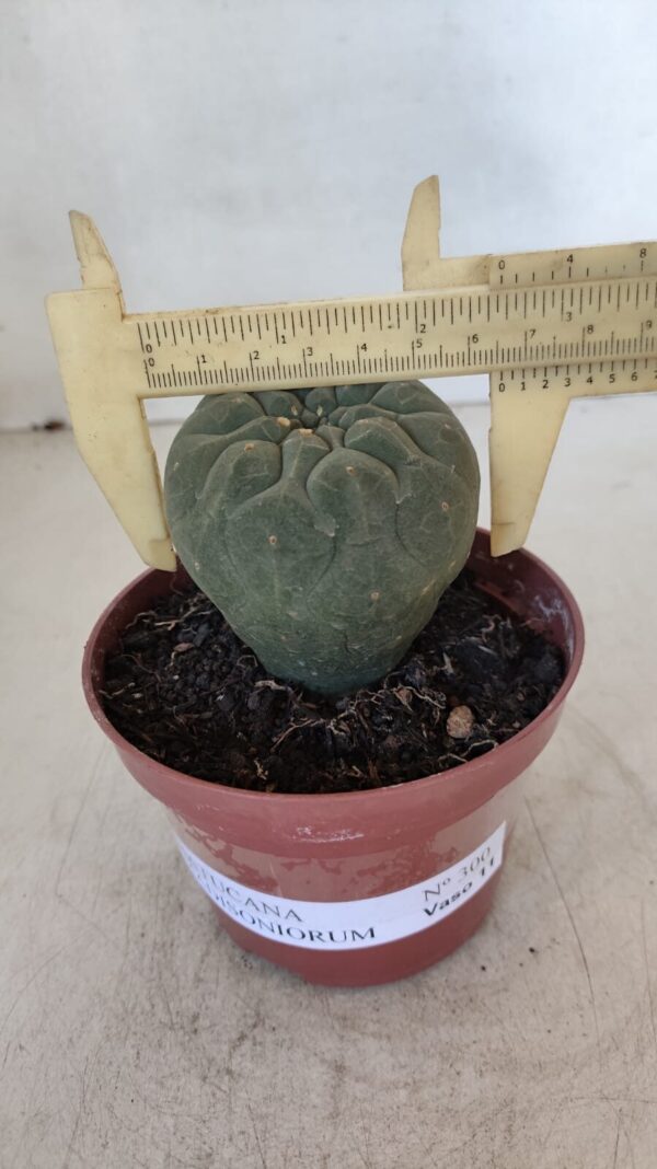 MATUCANA MADISONIORUM Nº 300 – vaso 11 - Imagem 1