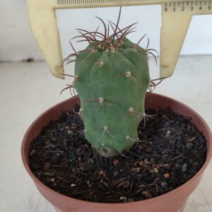 MATUCANA MADISONIORUM Nº 301 – vaso 11