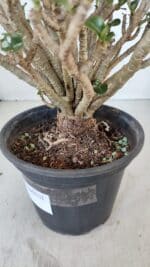 Planta MINI Nº 65 (2) – 25cm – 05 anos - Imagem 7