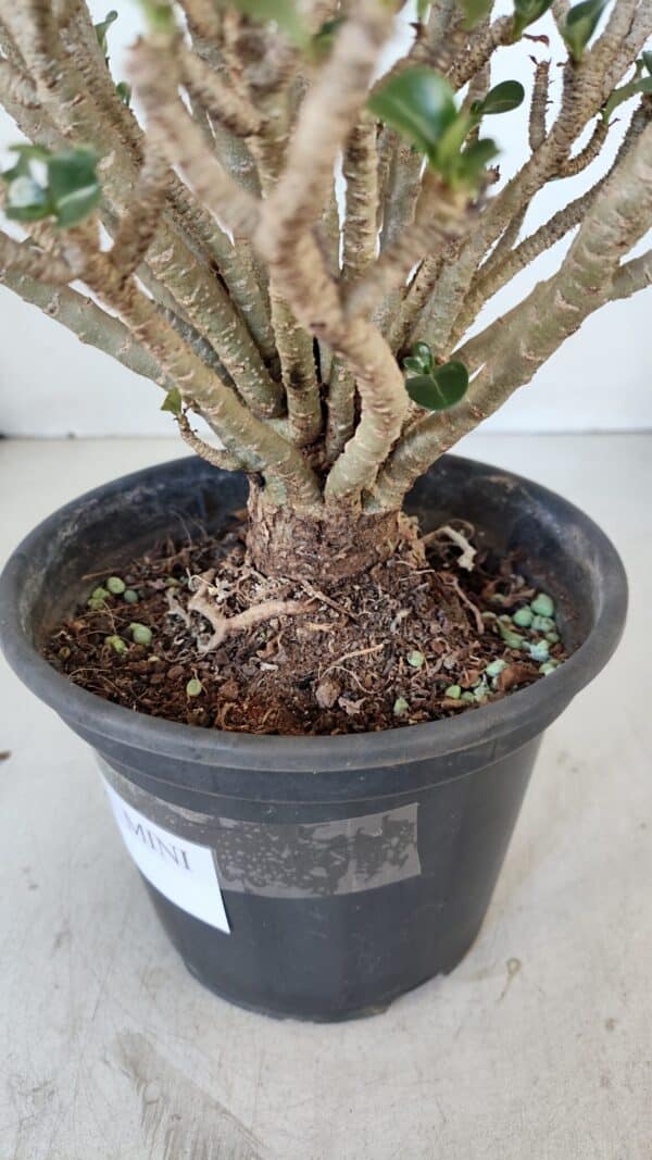 Planta MINI Nº 65 (2) – 25cm – 05 anos - Imagem 7