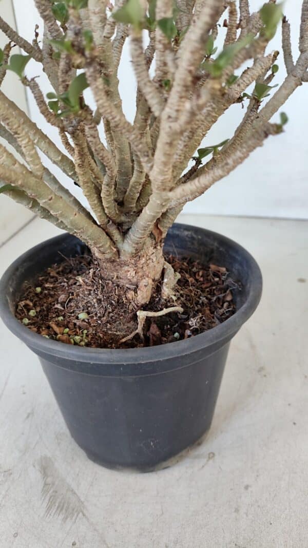 Planta MINI Nº 65 (2) – 25cm – 05 anos - Imagem 6