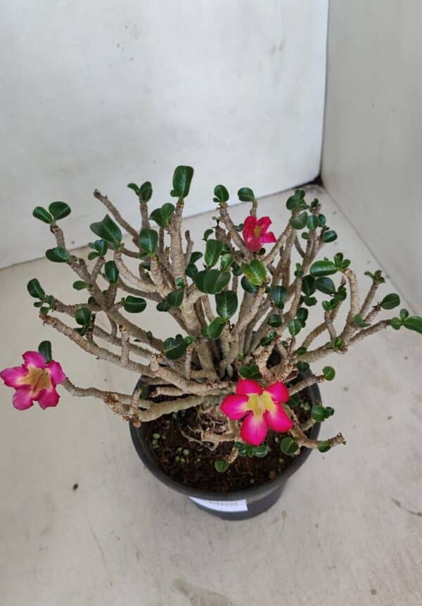 Planta MINI Nº 65 (2) – 25cm – 05 anos - Imagem 5