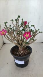 Planta MINI Nº 65 (2) – 25cm – 05 anos