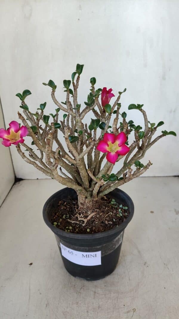 Planta MINI Nº 65 (2) – 25cm – 05 anos - Imagem 1