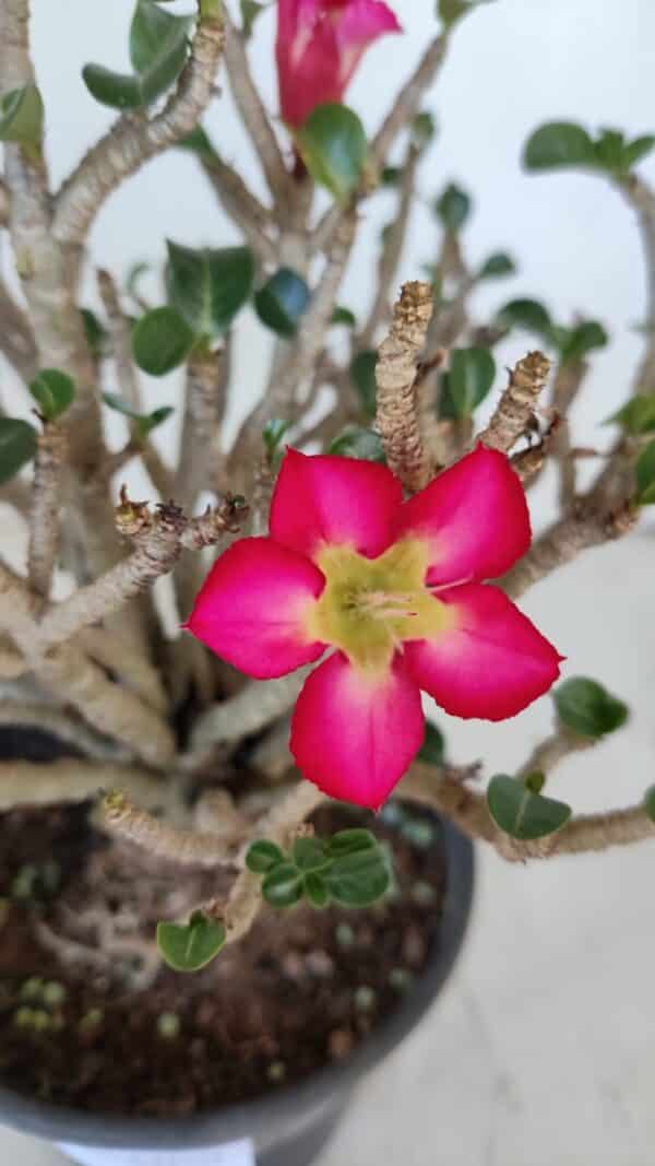 Planta MINI Nº 65 (2) – 25cm – 05 anos - Imagem 3