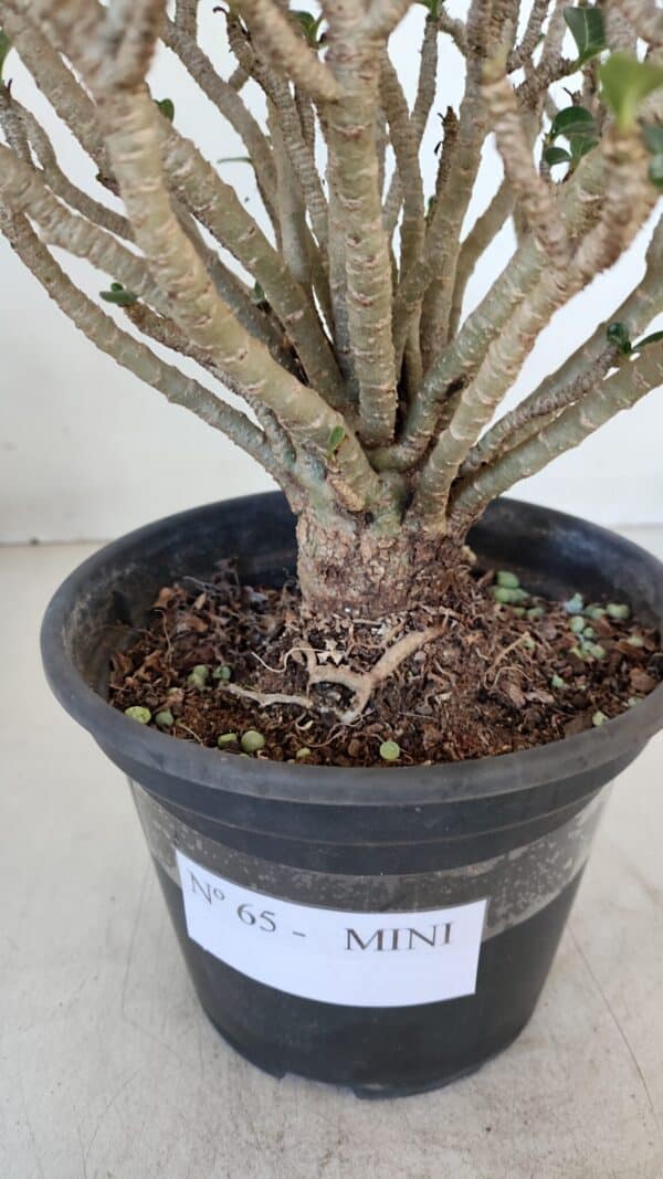Planta MINI Nº 65 (2) – 25cm – 05 anos - Imagem 13