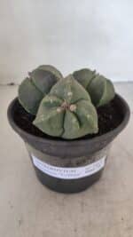 ASTROPHYTUM MYRIOSTIGMA "Colônia" Nº 1055 – vaso 15 - Imagem 2