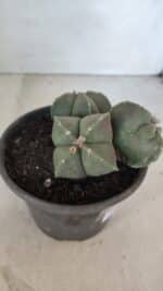 ASTROPHYTUM MYRIOSTIGMA "Colônia" Nº 1055 – vaso 15 - Imagem 7