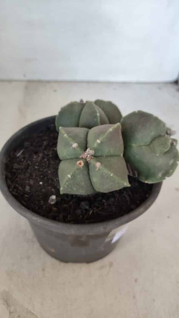 ASTROPHYTUM MYRIOSTIGMA "Colônia" Nº 1055 – vaso 15 - Imagem 7