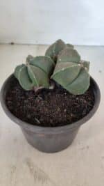 ASTROPHYTUM MYRIOSTIGMA "Colônia" Nº 1055 – vaso 15 - Imagem 6