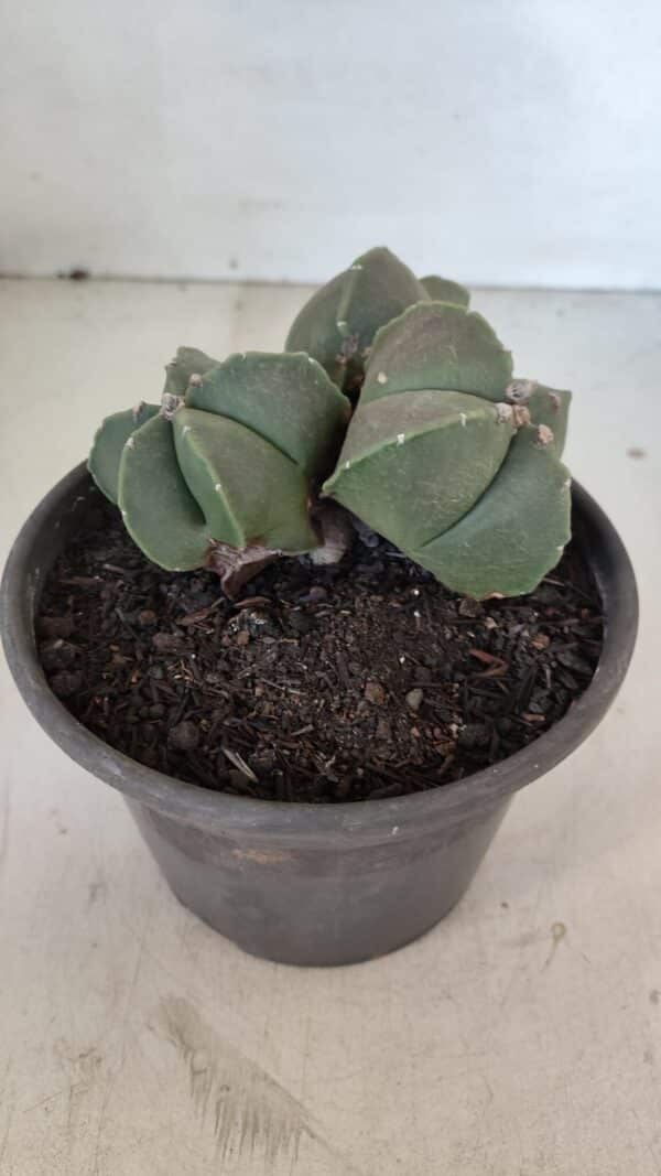 ASTROPHYTUM MYRIOSTIGMA "Colônia" Nº 1055 – vaso 15 - Imagem 6