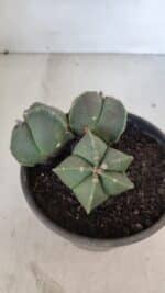 ASTROPHYTUM MYRIOSTIGMA "Colônia" Nº 1055 – vaso 15 - Imagem 5