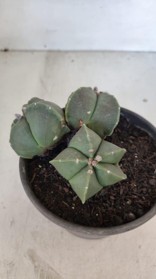 ASTROPHYTUM MYRIOSTIGMA "Colônia" Nº 1055 – vaso 15 - Imagem 5