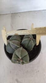 ASTROPHYTUM MYRIOSTIGMA "Colônia" Nº 1055 – vaso 15