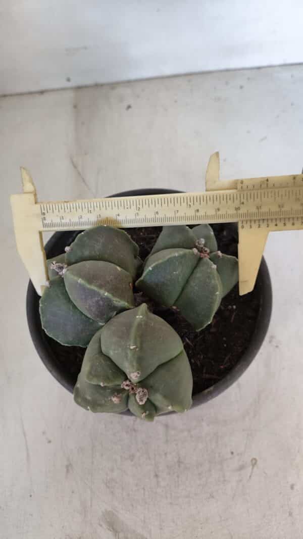 ASTROPHYTUM MYRIOSTIGMA "Colônia" Nº 1055 – vaso 15 - Imagem 1