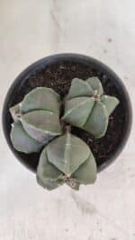 ASTROPHYTUM MYRIOSTIGMA "Colônia" Nº 1055 – vaso 15 - Imagem 3