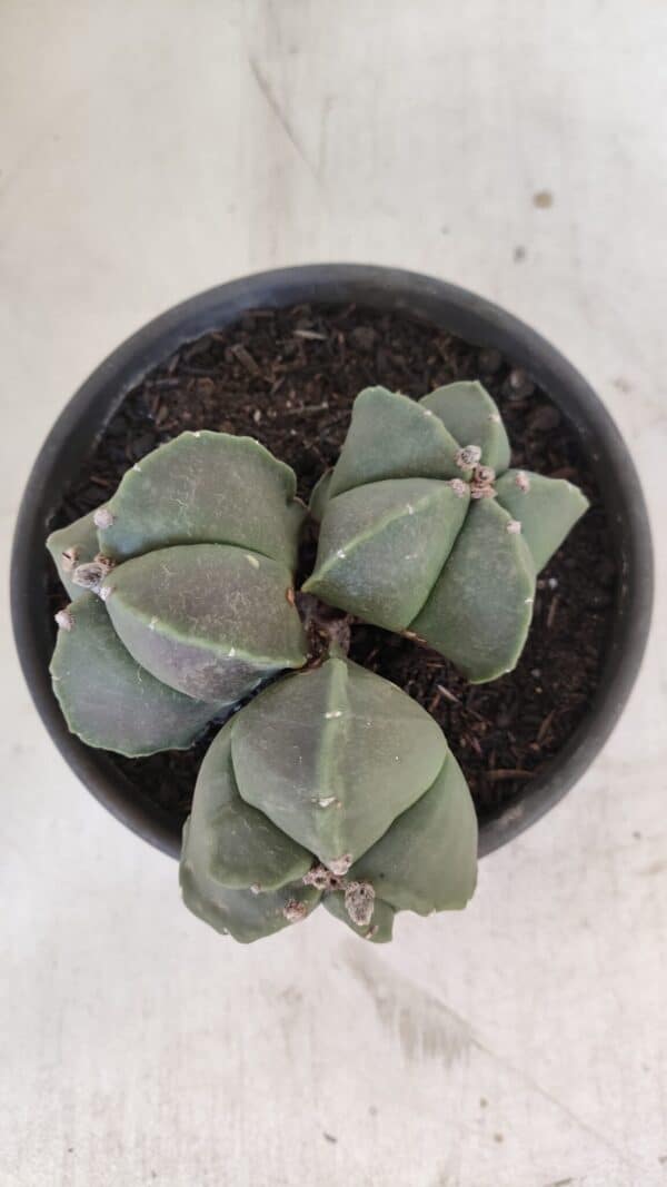 ASTROPHYTUM MYRIOSTIGMA "Colônia" Nº 1055 – vaso 15 - Imagem 3
