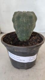 MATUCANA MADISONIORUM Nº 295 – vaso 15 - Imagem 2