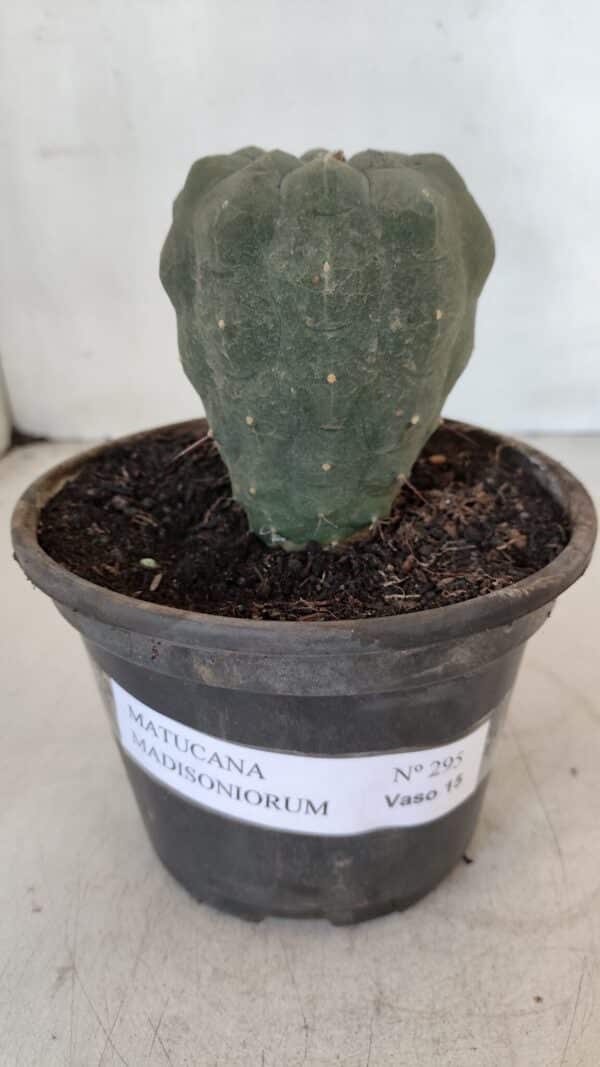 MATUCANA MADISONIORUM Nº 295 – vaso 15 - Imagem 2